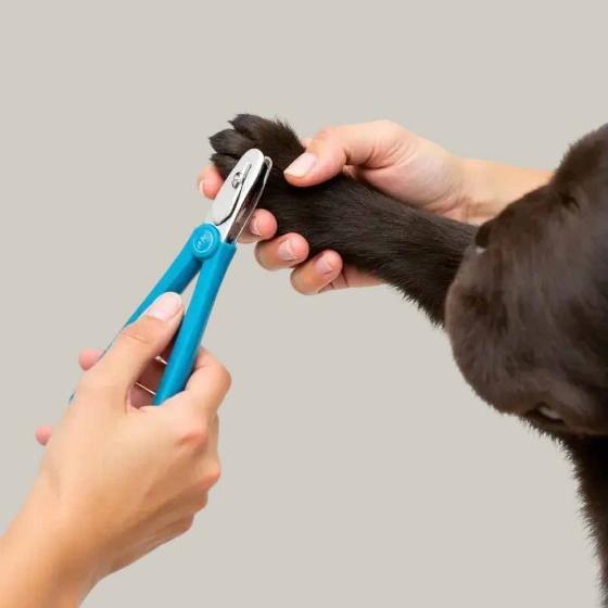 Nail Trimming3